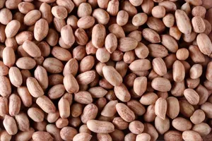 เมล็ดถั่วลิสง (Arachis hypogaea) เป็นเมล็ดพืชที่รับประทานได้ที่อุดมไปด้วยโปรตีน (24-36%) สามารถผสมพันธุ์เองได้ เป็นพืชตระกูลถั่วประจำปีที่มีน้ำมันสูงที่สุด - Product Image 5