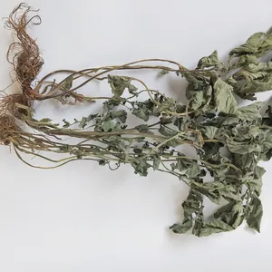 Lan bu zheng herbe asiatique bennet thé sauvage sec géum japicum pièces en surface