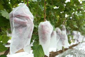 Housses de protection intégrées industrielles-agricoles en polypropylène non tissé 100 % respirant et lourd pour fruits, anti-insectes - Product Image 2