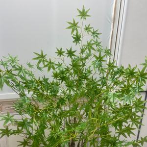 Grandes árboles <span class=keywords><strong>de</strong></span> bonsái <span class=keywords><strong>de</strong></span> hoja <span class=keywords><strong>de</strong></span> <span class=keywords><strong>arce</strong></span> <span class=keywords><strong>rojo</strong></span> artificial para interior/exterior, bonsái falso <span class=keywords><strong>de</strong></span> plástico con maceta para decoración <span class=keywords><strong>de</strong></span> bodas y habitaciones <span class=keywords><strong>de</strong></span> fiestas - Product Image 6