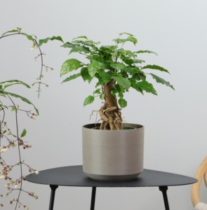 Vente flash : <span class=keywords><strong>Pot</strong></span> <span class=keywords><strong>de</strong></span> <span class=keywords><strong>fleurs</strong></span> en fil métallique, design original, meilleur prix, pots à <span class=keywords><strong>fleurs</strong></span> pour plantes succulentes (TP-10-LS-3) - Product Image 3