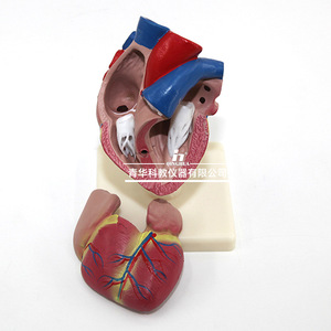 Modelos auténticos de anatomía del corazón humano a escala 1:1 y 5:1, modelos de corazón con ultrasonido B y Doppler color, desmontables. - Product Image 2