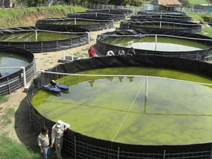 Rollo de Lona de PVC de 0.9mm Impermeable para Uso Alimentario y Agrícola - Product Image 2