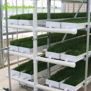Système vertical de culture hydroponique pour orge et micro-légumes, avec bacs de culture et étagère standard pour micro-légumes - Product Image 4