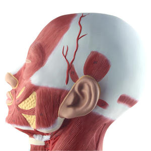 نموذج تشريحي لعضلات الرأس والرقبة, نموذج تشريحي للشريان الكرتوني ، للتدريس الطبي في المستشفيات - Product Image 5