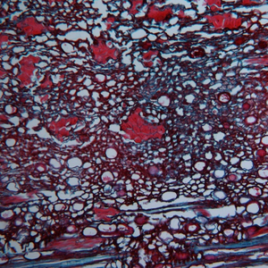 Microscopio Biológico BestScope BS-2040T con Sistema Óptico Infinito y Ocular de Campo Extra Amplio para Investigación Médica y de Laboratorio - Product Image 6