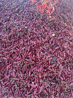 Piment rouge séché entier AD Yidu, paprika, épice sans additifs, traçable pour le marché éthiopien