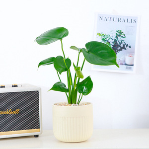 Mini Monstera in Vaso - Pianta Verde Facile da Curare, Stile Americano Moderno Minimalista <span class=keywords><strong>di</strong></span> Lusso per Soggiorno - Product Image 3