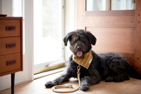 Accessoires de vêtements personnalisés pour chiens Bavoirs en coton pour animaux de compagnie Écharpe tartan toutes saisons Accessoires de style classique pour chats et chiens