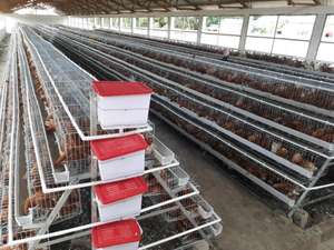 Cage à batterie neuve pour 1000 poulets Levage italien - Product Image 6
