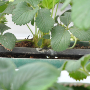 Nastro Gocciolante Interno da 16mm per Irrigazione Agricola, per Campi Aperti e Serre di Frutta e Verdura - Product Image 2