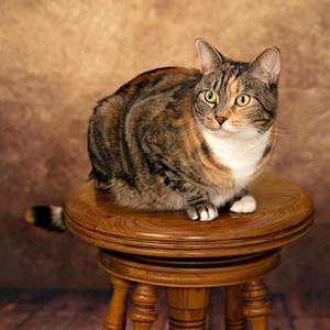 1.5X2.1m <strong>Canvas</strong> Photo Backdrop Photography Backdrop for <strong>Studio</strong> Props - Product Image 1