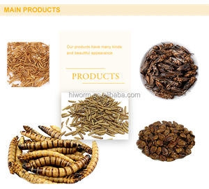 Supplément de protéines OEM de haute qualité, bloc de suif de vers de farine géant séché biologique naturel, friandise pour oiseaux sauvages - Product Image 6