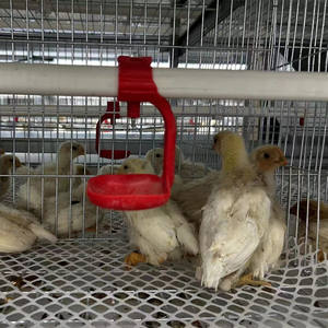 Équipement automatique de <span class=keywords><strong>poulailler</strong></span> pour poulets de chair cages pour animaux à l'état crypté et grossier - Product Image 6