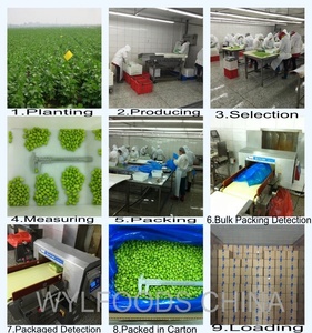 ถั่วเขียวแช่แข็งถั่วเขียว400gm 10กก. pck ถั่วเขียวสดและ DRA - Product Image 5