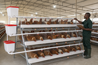 Nouvelle Cage à Batteries de Type A à 3 Niveaux pour Poules Pondeuses, 96 Oiseaux, en Acier Galvanisé, Haute Capacité, Conception Peu Encombrante HAOKAI