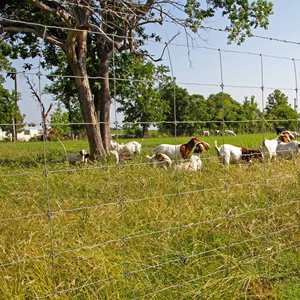 Recinzione Intrecciata Zincata da 100m, Altezza 1.2m-2m, Rete Annodata per Bestiame e Pecore, per Campi Agricoli - Product Image 3