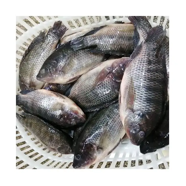 Tilapia — pots d'aliments séchés de mer, vente en gros,