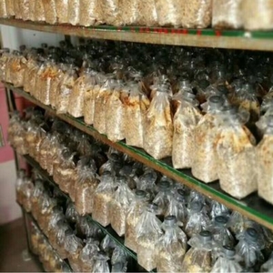 ถุงเพาะเห็ดแบบกรอง ถุงเพาะเห็ดสำเร็จรูป ขายดี - Product Image 6