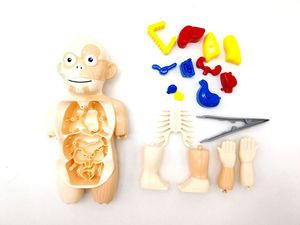 Jouets éducatifs précoces modèle d'orgue humain bricolage assemblage d'éveil hommes jouets apprentissage outil fournitures torse modèle <span class=keywords><strong>jouet</strong></span> - Product Image 4