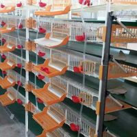 Cage d'élevage de cailles en plastique professionnelle à 6 couches avec collecte d'oeufs/cages à cailles HJ-QC400B