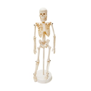 Modelo <span class=keywords><strong>de</strong></span> Esqueleto <span class=keywords><strong>Humano</strong></span> <span class=keywords><strong>de</strong></span> PVC <span class=keywords><strong>de</strong></span> 20 CM con <span class=keywords><strong>Huesos</strong></span> Extraíbles para Entrenamiento Médico, Escuelas, Hospitales y Uso Doméstico - Product Image 1