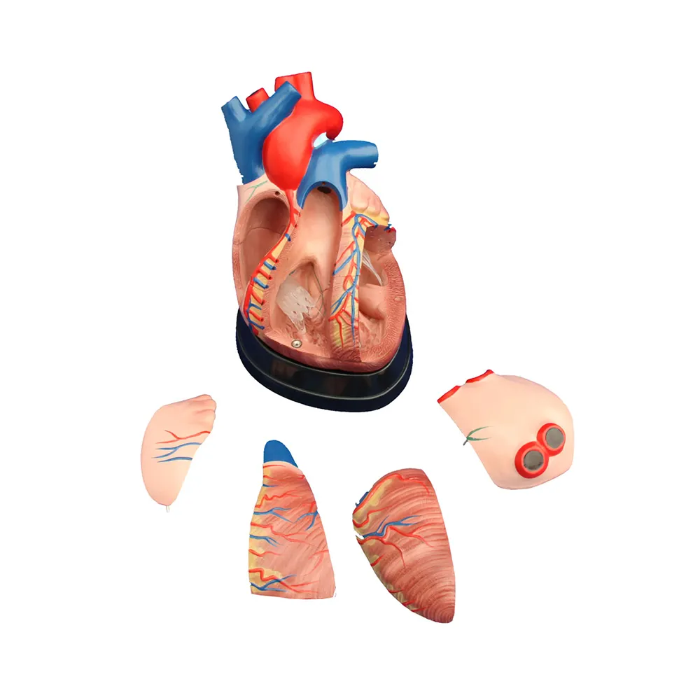 LTM307D Goedkope Menselijk Lichaam Midden Hart Model