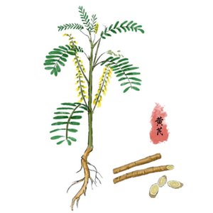 GMP Kosher ekstrak bubuk akar <span class=keywords><strong>Astragalus</strong></span> alami, ekstrak air sikloastragenol ekstrak vakum dikemas bersertifikat <span class=keywords><strong>HPLC</strong></span> - Product Image 3