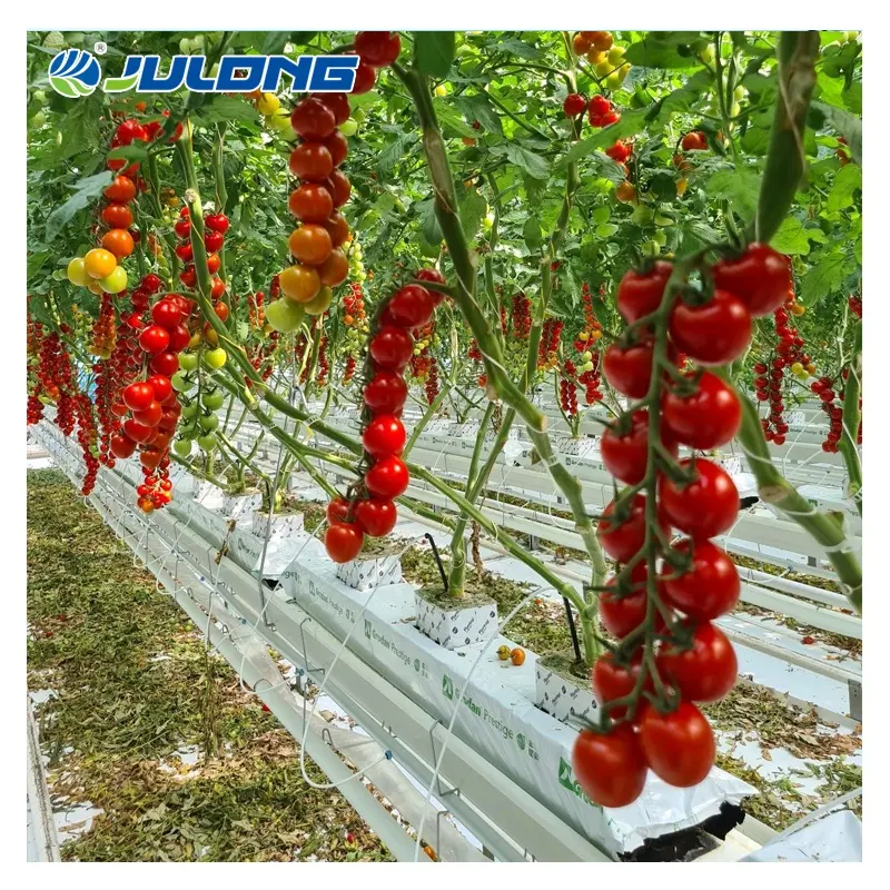 Mini túnel para invernadero, estructura metálica de acero galvanizado para tomates, invernadero, agricultura