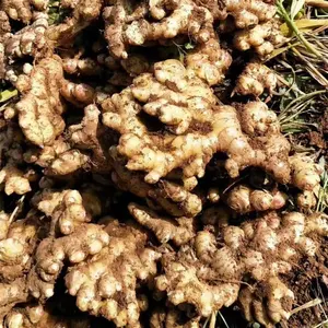 Air Dried Bright Yellow Ginger Factory / Ginger Packing For Sale Fresh Ginger