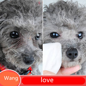 Lingettes de bain et de toilettage <span class=keywords><strong>pour</strong></span> animaux de compagnie - Utilisation facile sous la douche <span class=keywords><strong>pour</strong></span> chiens et chats, matériau non tissé, parfum personnalisé - Product Image 6