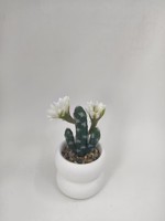 Kaktus Buatan dengan Bunga Putih dalam Pot Keramik Dua Lapis, Bonsai Sukulen untuk Dekorasi Rumah