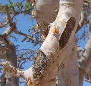 Doğal bucenbucengözyaşları - Product Image 5