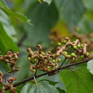 GMP standart yüksek kaliteli gıda sınıfı CAS 27200-12-0 Anti Hangover Hovenia Dulcis özü DHM Ampelopsin dihidromiricetin - Product Image 3