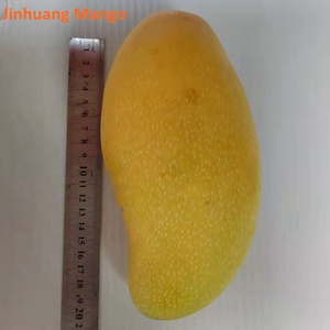 Hot <strong>Sale</strong> New Crop Sweet Juicy <strong>Mango</strong> Fruit High Quality Golden Fresh <strong>Mango</strong>