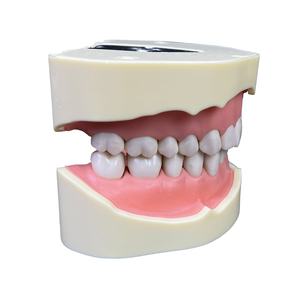 Profession elle Produktion eines hochwertigen Weichgummi-Lehr modells mit abnehmbarem Zahn <span class=keywords><strong>Frasaco</strong></span> Dental modell (28 Zähne) - Product Image 5