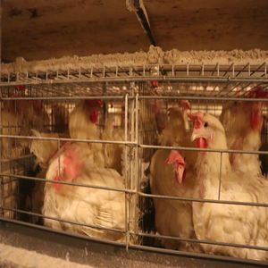 Новое автоматическое оборудование для поднятия курицы H-типа, стальная аккумуляторная клетка с автоматической машиной для сбора яиц - Product Image 2