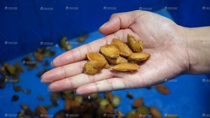 Mận rỗ machineand nửa máy cắt mận rỗ tách destone máy - Product Image 5