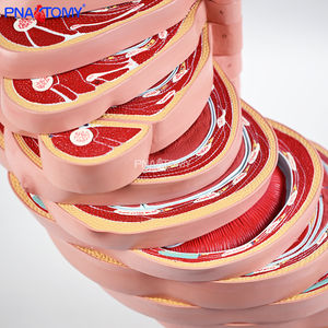 Model anatomi Torso cakram 24 lapisan ukuran hidup Model anatomi manusia Model otot dan saraf otak - Product Image 4