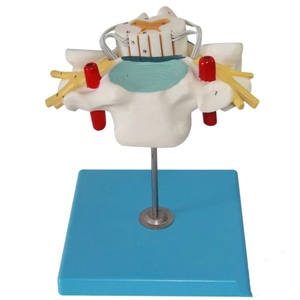 Modèle anatomique en PVC de colonne cervicale humaine avec moelle épinière et nerfs spinaux agrandis pour la science médicale - Product Image 2