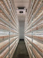 Chine exporte des Cordyceps militaris biologiques frais, champignons Cordyceps dorés à vendre