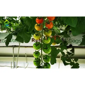 Aquaponics komple sistem hidroponik büyüyen sistemleri