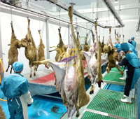 Ligne d'abattage complète 1000 têtes par jour de viande de chèvre et de mouton pour usine de boucherie