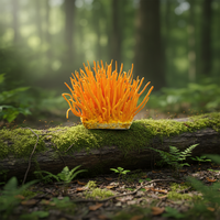 Cordyceps frais en conserve, ingrédient de cordyceps de qualité supérieure, préparé en conserve du Vietnam pour le marché B2B
