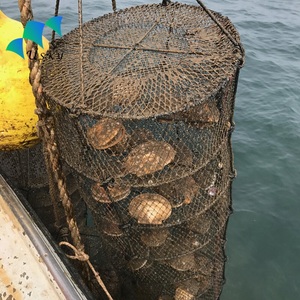 Thiết Bị Nuôi Trồng Thủy Sản Bán Sỉ Bẫy Đèn Lồng Sò Điệp Lưới Nuôi Cá Động Vật Có Vỏ - Product Image 5