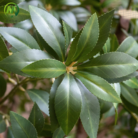 Arbre artificiel japonais Pieris, résistant aux UV, arbre vert réaliste, faux arbre, tronc en fibre de verre pour la décoration paysagère commerciale