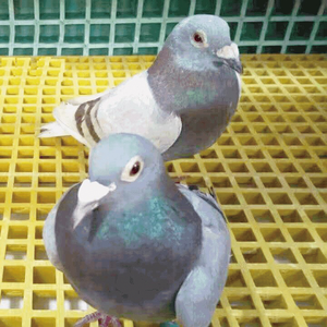 Grille et <span class=keywords><strong>Caillebotis</strong></span> en PRV Qiqian F-06 pour Allées et Sols de Lave-Auto, Surface Lisse/Galetée, Prix Compétitif, Approvisionnement Direct Usine - Product Image 5