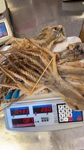 <span class=keywords><strong>Pulpo</strong></span> Seco, <span class=keywords><strong>Precio</strong></span> de Fábrica de Mariscos, <span class=keywords><strong>Pulpo</strong></span> Seco en Oferta, Octopodidae - Product Image 5