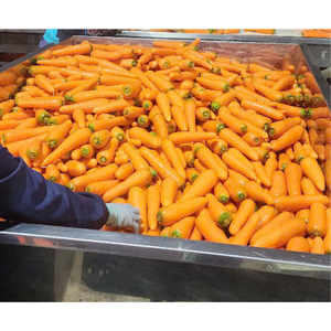 Suministro al por mayor de zanahorias enteras orgánicas de alta calidad de verduras frescas y dulces de Vietnam con embalaje personalizado - Product Image 2