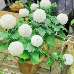 Chrysanthème Coloré d'Origine Naturelle Idéal pour la Décoration de Jardins et de Pelouses – Magnifique Plante d'Extérieur Décorative - Product Image 5